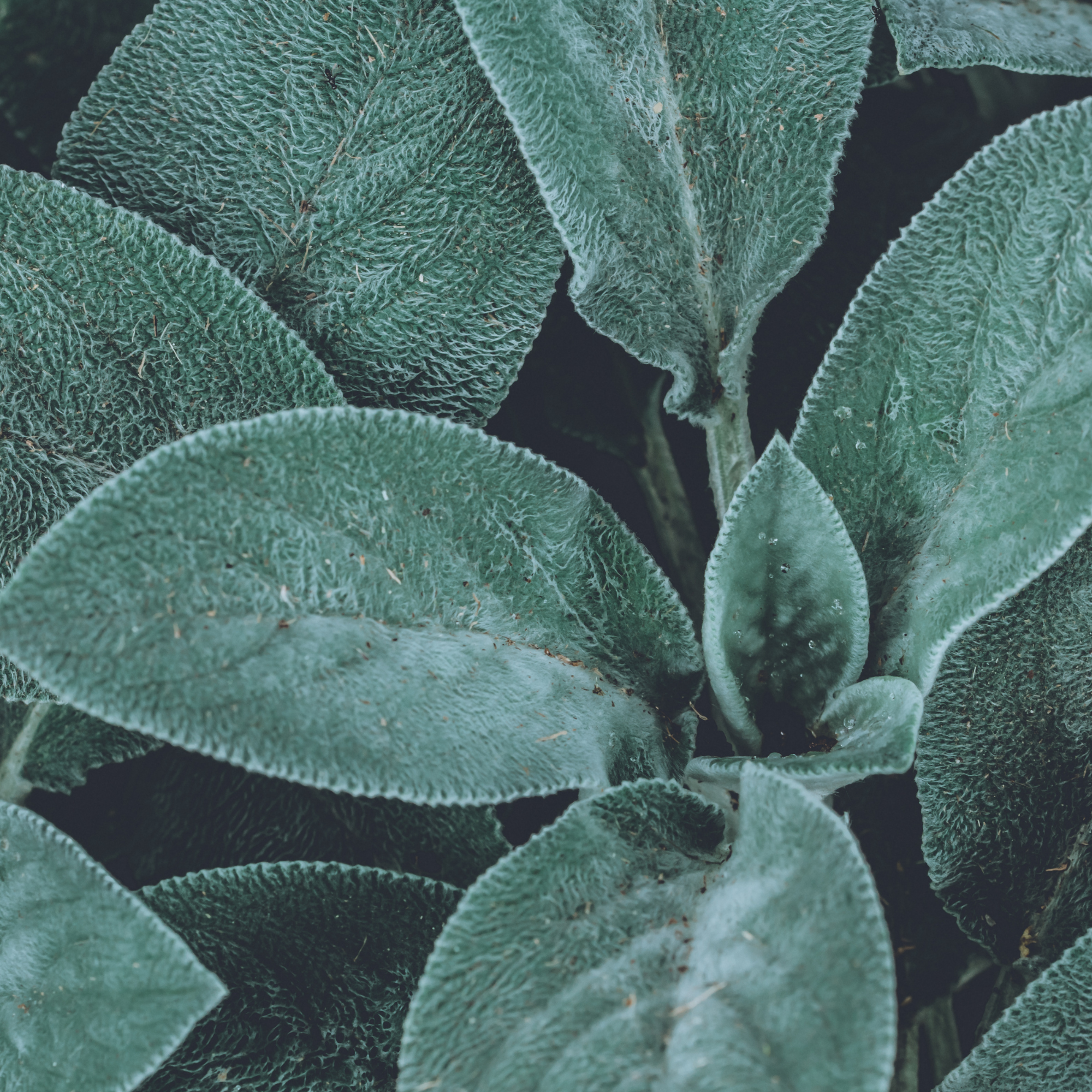 Salbei — A year full of Abundance